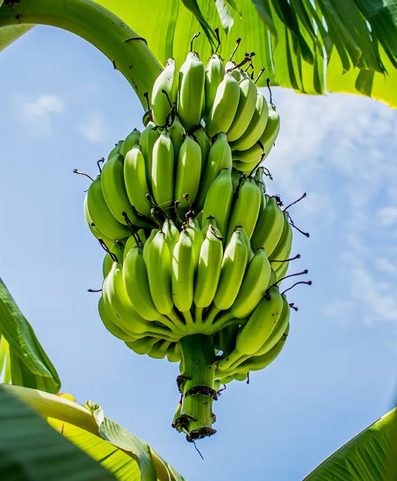 Banana Plantation