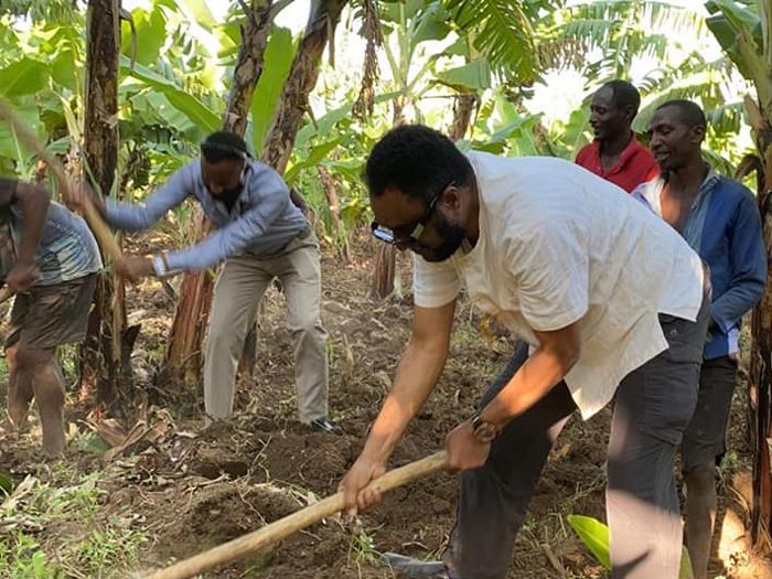 Planting holes being dug by hand